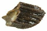 Rare, Unworn Fossil Dinosaur (Leptoceratops) Tooth - Montana #338998-1